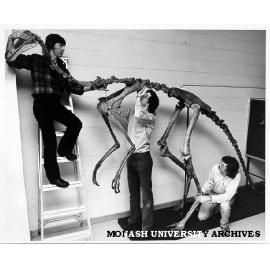 Re-assembling skeleton of 'Gallimimus bullatus'. Brent Hall and Peter Swinkles from National Museum of Victoria helped by student Chris Patterson (right)