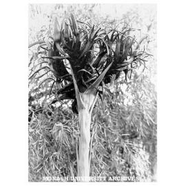 Giant Gymea Lily