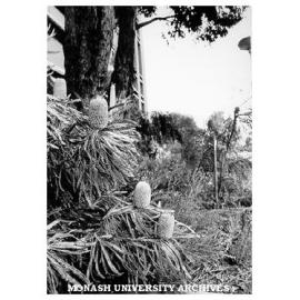 Banksias, Botany systems garden