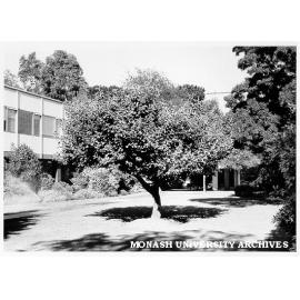 Newton apple tree, Engineering courtyard