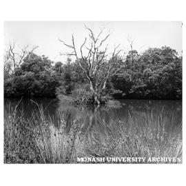 Lake in Jock Marshall Reserve