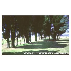 Pine trees on university site