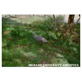 Cape Barren Goose, Snake Gully