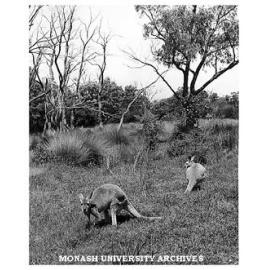 Kangaroos in the Jock Marshall Zoological Reserve