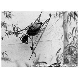 Clifton Pugh's 'Flying foxes' on wall of Science lecture theatres