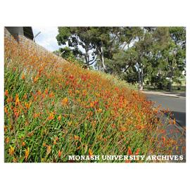 Kangaroo paws by the Northern Ring Road