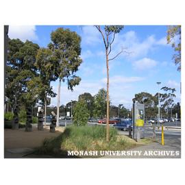 Iron bark sculptures by artist Lynne Moore, outside the Gallery Building, Clayton campus