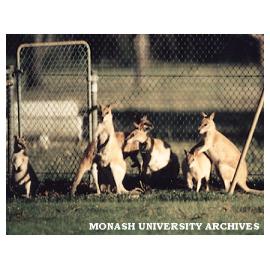 Kangaroos in Jock Marshall Reserve