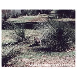 Wallaby in Jock Marshall reserve
