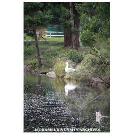 Goose on lake at Clayton campus