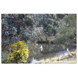 Lake at Clayton campus, looking north