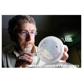 Associate Professor Martin Burd studies ants, specifically what they can teach us about crowd movement.