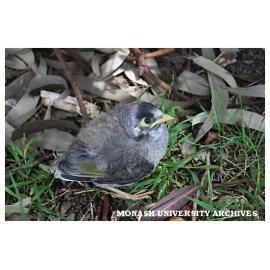 Baby noisy miner in grounds of Peninsula campus