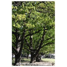 Trees and park south of Ring Road South, opposite Education buildings, Clayton campus