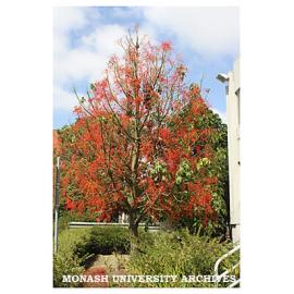 Illawarra flame tree outside Building 3d, Clayton campus