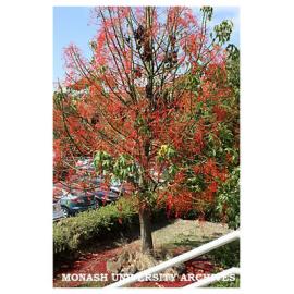 Illawarra flame tree outside Building 3d, Clayton campus