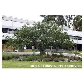 Newton apple tree in Kenneth Hunt Memorial Garden (Engineering courtyard), Clayton campus