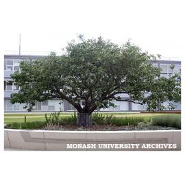 Newton apple tree in Kenneth Hunt Memorial Garden (Engineering courtyard), Clayton campus