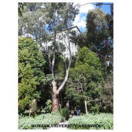 Walkway from Rainforest Walk leading to Menzies Building, Clayton campus