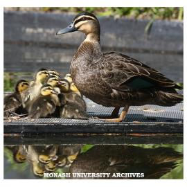 Family of ducks with new ducklings in pond in Forum