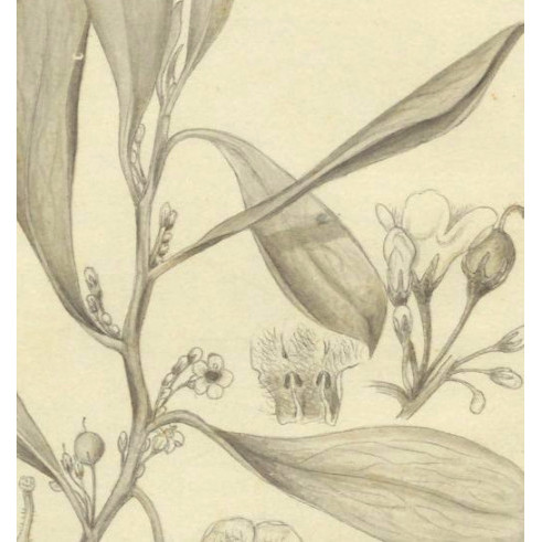 Flora Australiensis